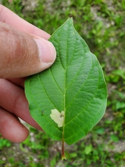 Coleophora cornella