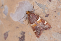 Pyralis kacheticalis
