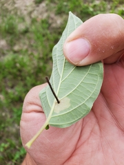 Coleophora cornella