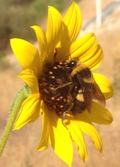 Bombus crotchii
