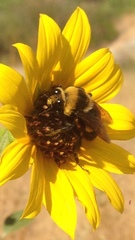 Bombus crotchii