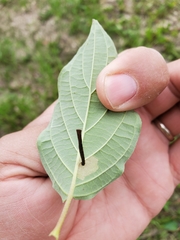 Coleophora cornella