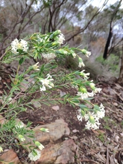 Pimelea linifolia linifolia