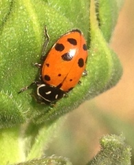 Hippodamia convergens