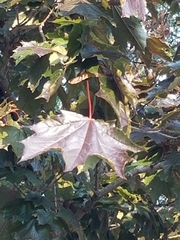 Acer platanoides