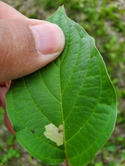 Coleophora cornella