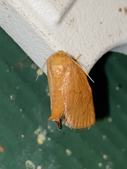 Heterogenea shurtleffi