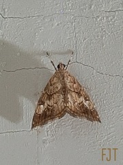 Scybalistodes periculosalis