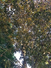 Acer platanoides