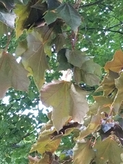 Acer platanoides