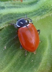 Hippodamia convergens