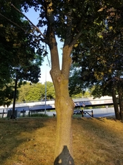 Acer platanoides