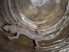 Hemidactylus mabouia