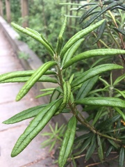 Rhododendron groenlandicum