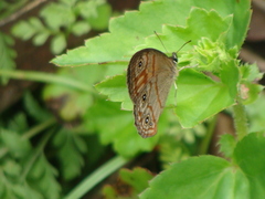 Euptychia rubrofasciata