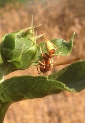Polistes dorsalis californicus
