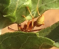 Polistes dorsalis californicus