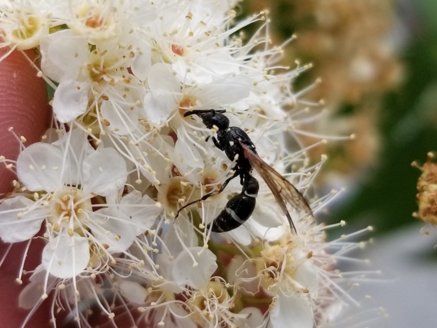 Tufted Potter Wasp