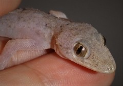 Hemidactylus mabouia