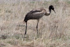 Grus nigricollis