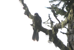 Perisoreus internigrans