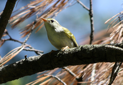 Phylloscopus claudiae