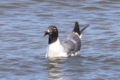 Leucophaeus atricilla megalopterus