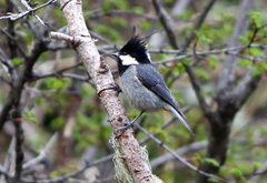 Periparus rubidiventris