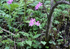 Primula palmata