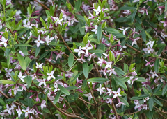 Daphne tangutica