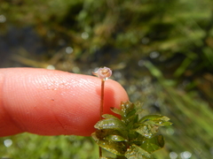 Elodea canadensis