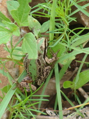 Hyla eximia