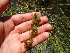 Elodea canadensis