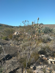 Leucadendron discolor