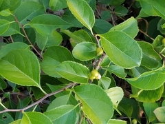Celastrus orbiculatus