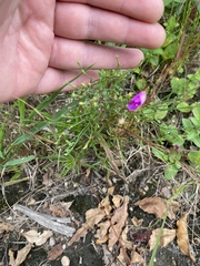 Phemeranthus mengesii