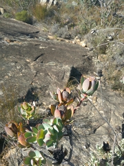 Leucadendron discolor