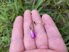 Phemeranthus mengesii