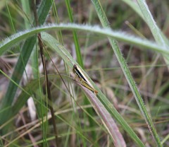 Gymnoscirtetes rex
