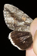 Catocala flebilis