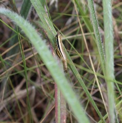 Gymnoscirtetes rex