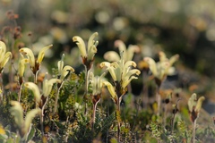 Pedicularis capitata