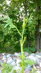 Pastinaca sativa