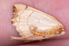 Eilicrinia trinotata