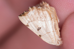 Eilicrinia trinotata