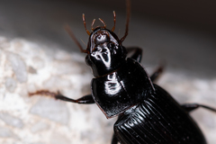 Harpalus calceatus
