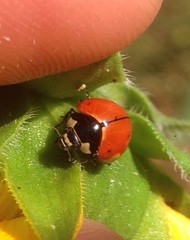 Coccinella novemnotata