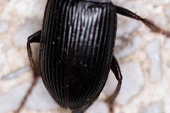 Harpalus calceatus