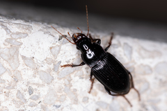 Harpalus calceatus