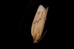 Clepsis pallidana